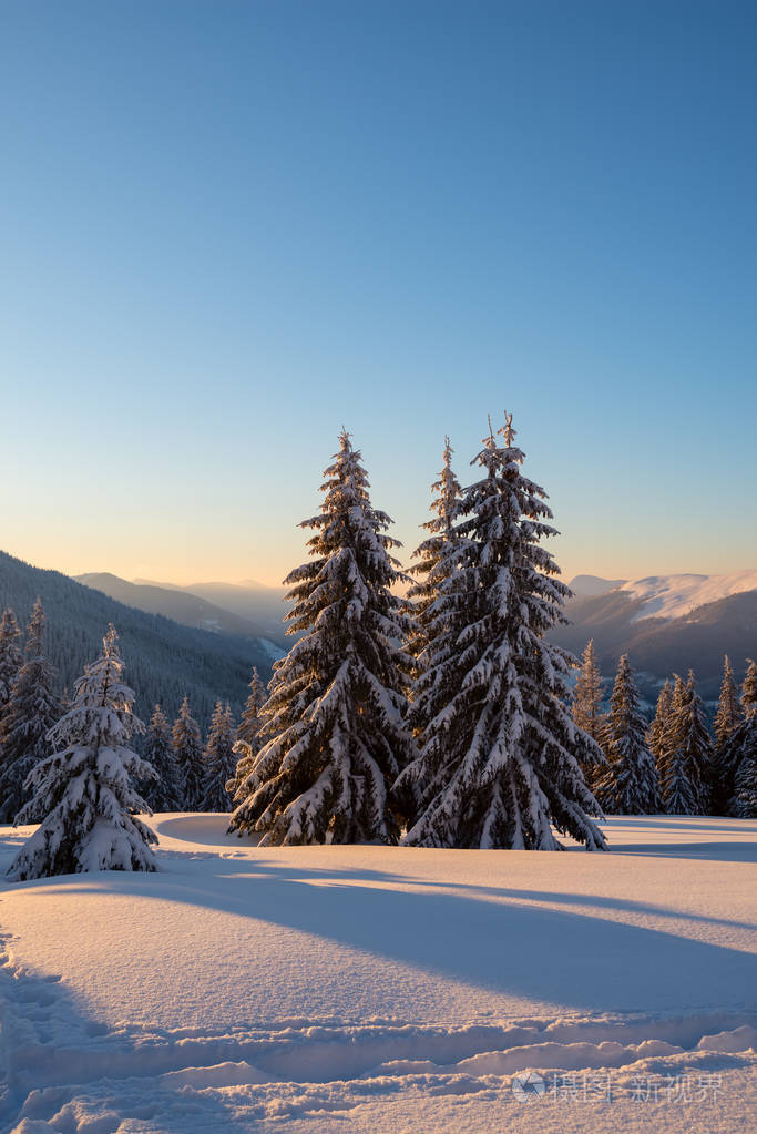 神奇的日出在冬天的山上下雪后一棵巨大的松树覆盖着蓝天的背景上的雪