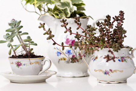 古典茶陶作为植物壶再利用