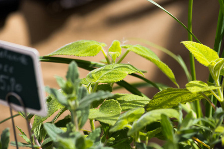 春天，在德国南部城市的角落里，许多草本植物对素食者来说是一个很有吸引力的景色