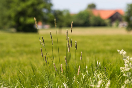 5月，在德国南部的一个阳光明媚的日子里，你可以看到生长初期的体育场里的谷物作物，如绿色和蓝天