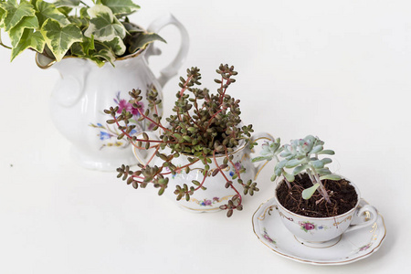 古典茶陶作为植物壶再利用