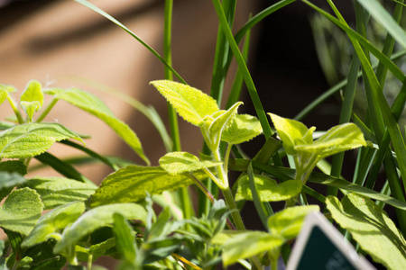 农村花园里的新鲜草药。