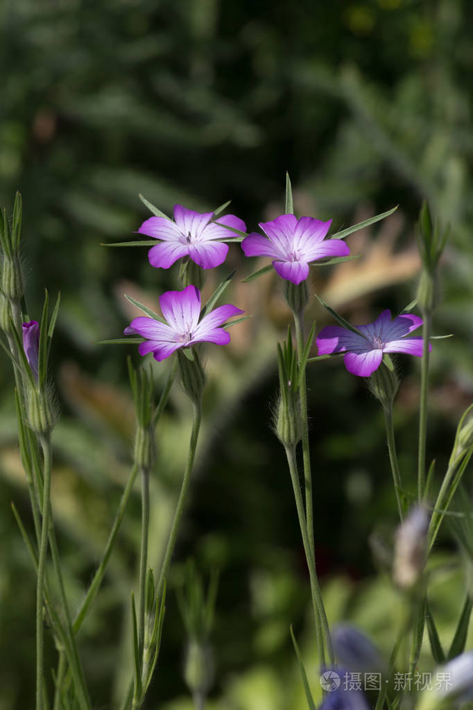 在六月的一个阳光明媚的日子里,在德国南部,你可以看到农舍花园环境中
