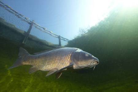 鲤鱼在自然栖息地有很好的背景. 水下摄影.照片