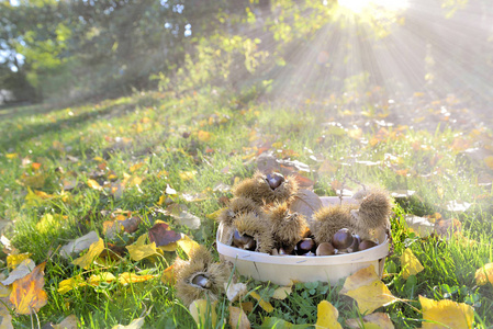小篮子里装满了新鲜的甜栗子，放在阳光下阳光明媚的草地上