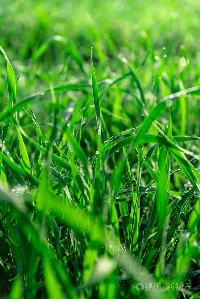 日出时带着晨露滴的青草叶