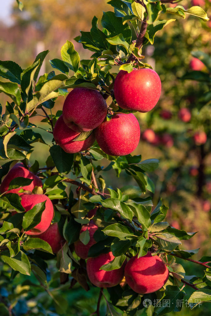 在他们的自然环境中生长在树上的甜红多汁的苹果.