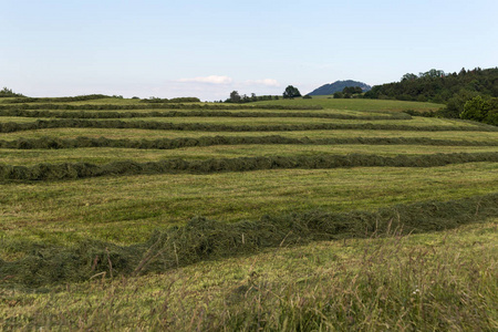 德国南部农村夏草造田景观