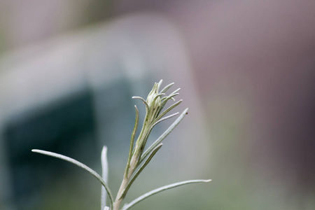 农村花园里的新鲜草药。