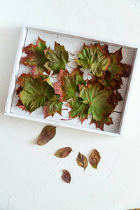一排干枫叶在白色木盘上的秋天概念。 上面的风景。