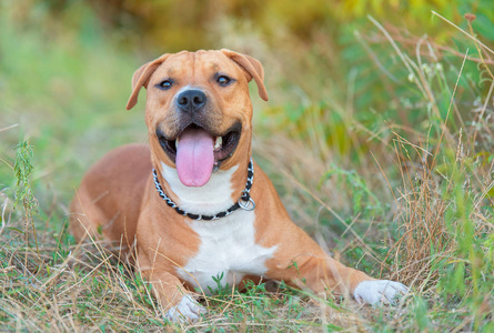 比特犬肖像图片