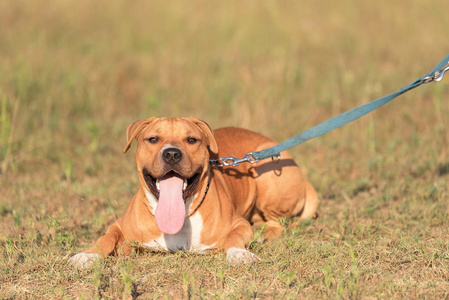 公园里强壮美丽的美国斯塔福德郡猎犬肖像。