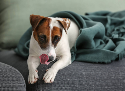 可爱的滑稽狗躺在沙发上温暖的格子布下