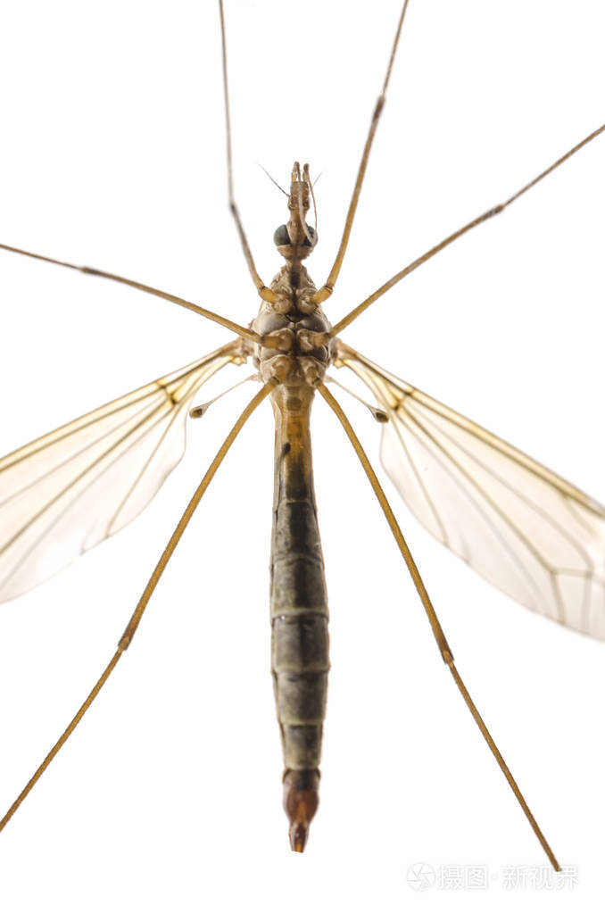 蚊子宏观隔离在白色上