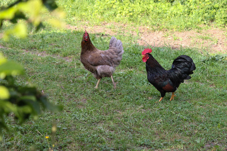 在德国南部五月的一个阳光明媚的日子里，你会看到穿着黑色棕色和灰色的鸡在绿草和灌木丛后面跑来跑去