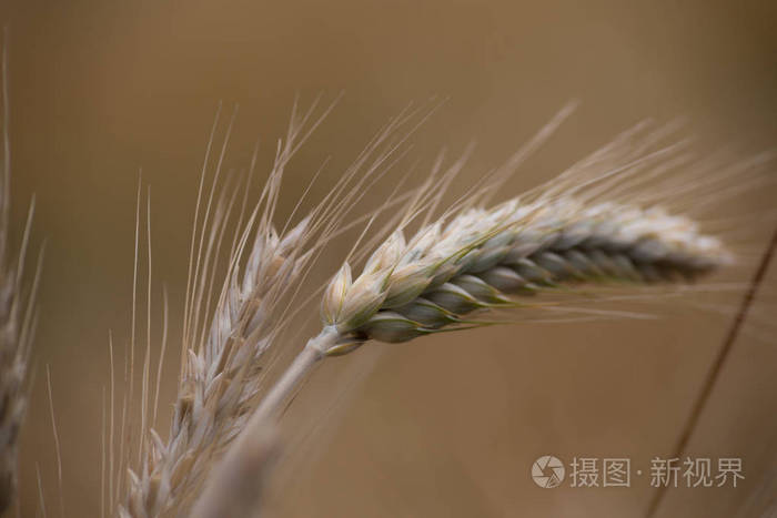 在德国南部六月阳光明媚的一天 你可以看到麦田背景上的小麦和蓝花的细节照片 正版商用图片13tywc 摄图新视界