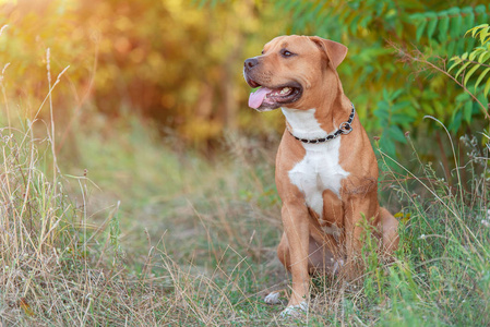 公园里强壮美丽的美国斯塔福德郡猎犬肖像。