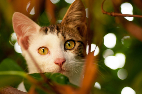 夏天在草坪上的小猫