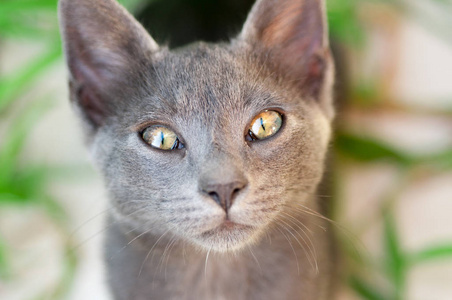 夏天在草坪上的小猫