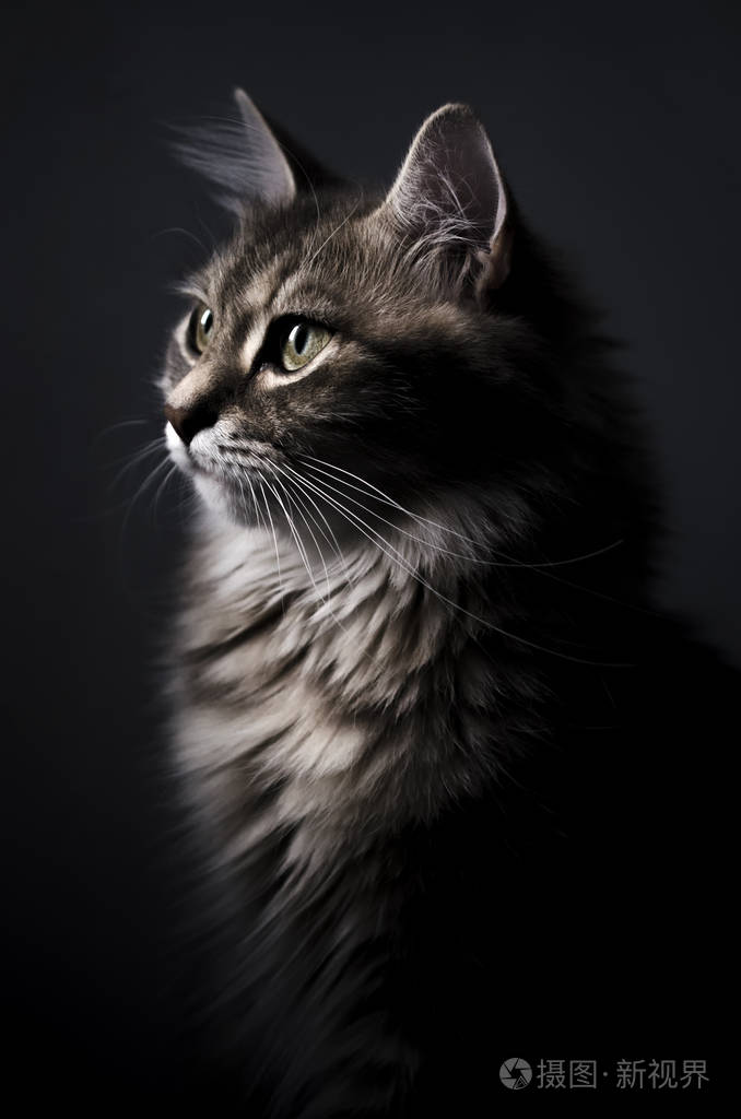 可爱的灰色猫大眼睛黑色背景