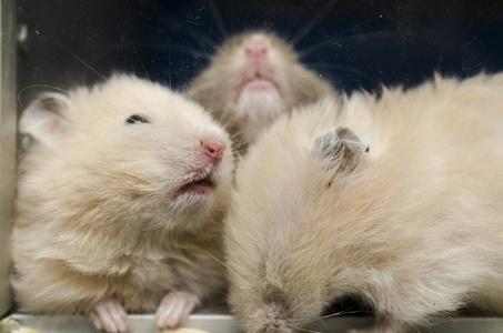 毛茸茸的仓鼠的可爱家庭图片