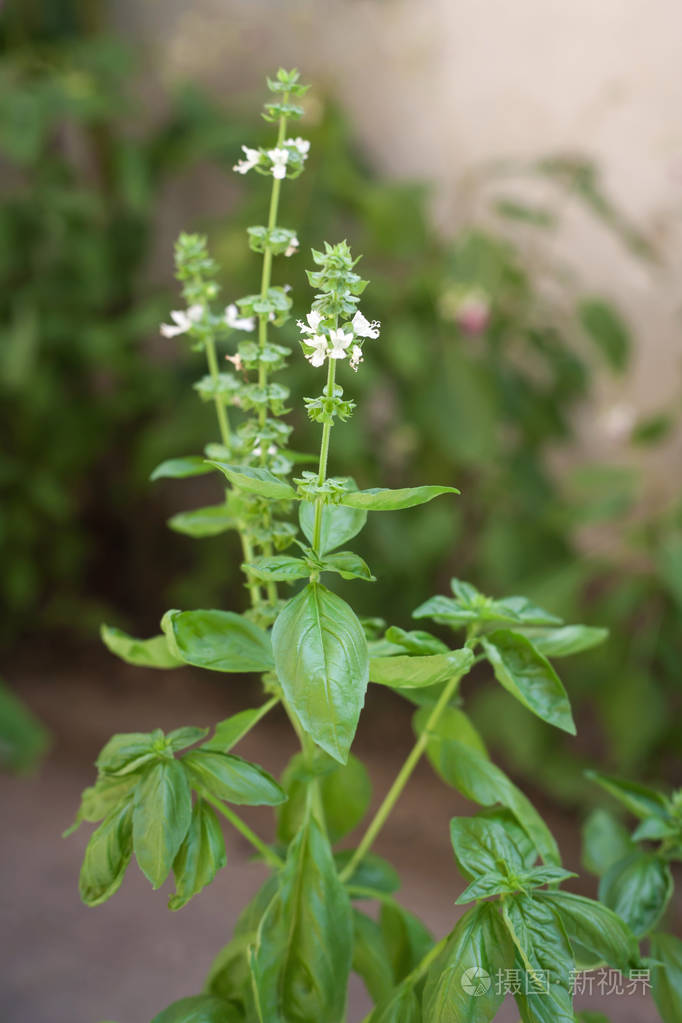 有机新鲜罗勒叶