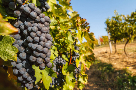 准备在乌克兰西南部的葡萄园收获的红葡萄。