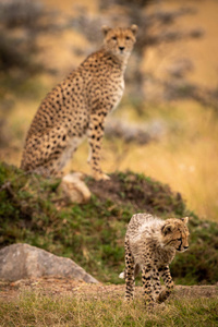 草地上的猎豹看着幼崽走路
