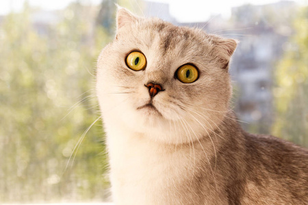 可爱的苏格兰褶皱品种猫,黄色的眼睛躺在窗户旁,在家阳光明媚的白天.