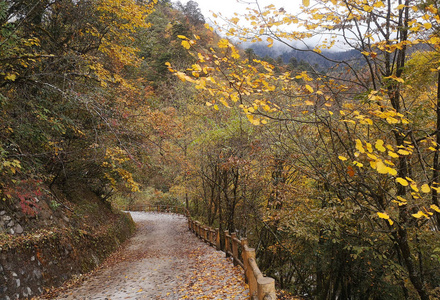 中国四川省雅那市二郎山秋色林。