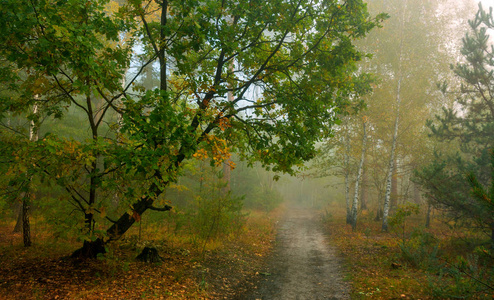 在秋天的森林里散步。雾。秋天的颜色。忧郁。