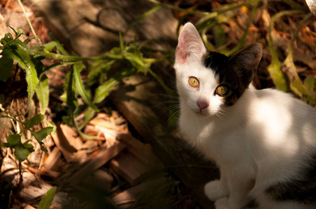 夏天在草坪上的小猫