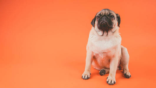有趣的小狗，橙色背景。为摄像机摆姿势