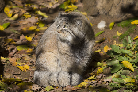  young male, Pallas cat, Otocolobus manul