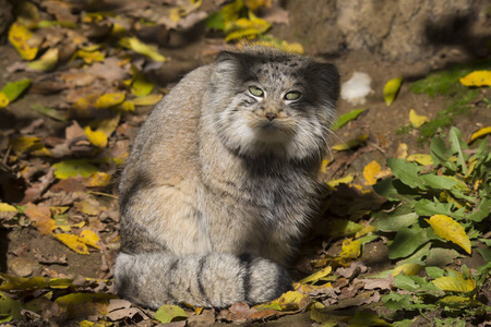  young male, Pallas cat, Otocolobus manul