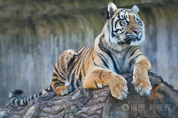 年轻雌性苏门答腊虎