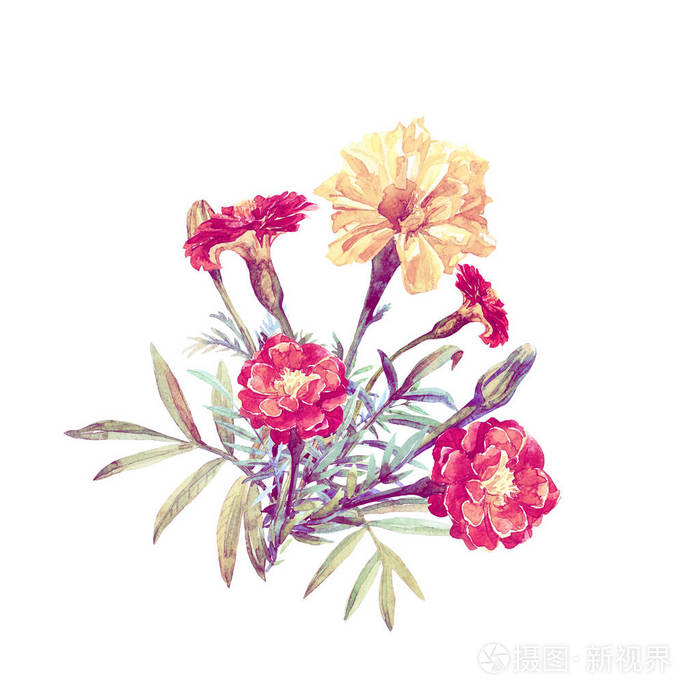 用水彩画在白色背景上的一束万寿菊.