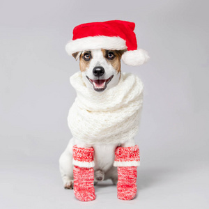 快乐的狗在圣诞节帽子