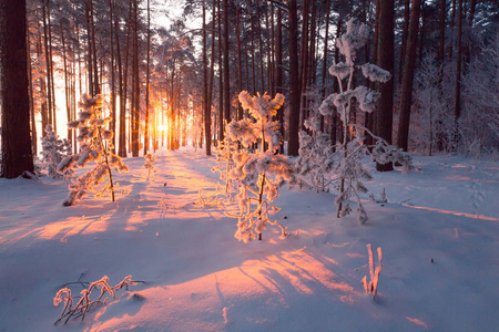 圣诞公园。 早晨森林里的雪。 阳光明媚的圣诞自然。 圣诞背景。 冬季背景。