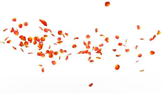 一朵橙色玫瑰的花瓣飞向远方。 白色孤立的背景。
