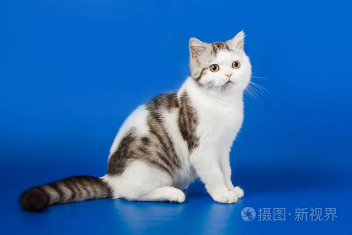 苏格兰直猫坐在蓝色背景上的肖像.