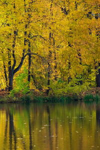 湖边秋树的照片