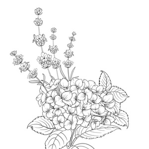 薰衣草花花环和绣球花查出的白色背景