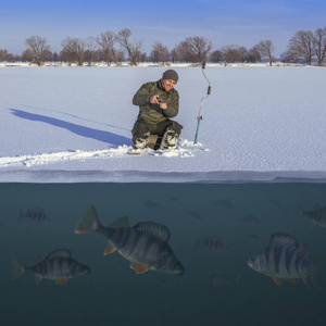 冬季捕鱼的概念。 渔夫在行动。 在一群鱼的上方的湖面上捕捉来自雪冰的鲈鱼。 水下及水上双景