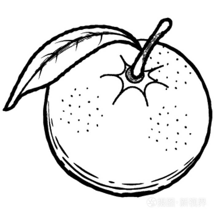 富含维生素c的柑橘类水果插画-正版商用图片13uah2-摄图新视界