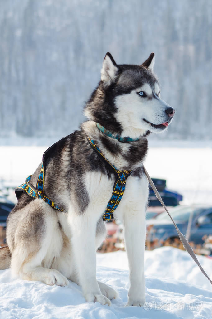 有趣的狗西伯利亚哈士奇坐在雪地里.照片-正版商用图片13uan0-摄图新