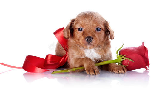 红色蝴蝶结和玫瑰的小狗。