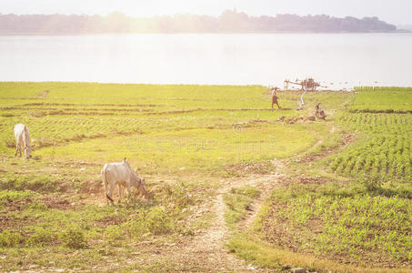 缅甸农业缅甸-曼德勒地区的农业和耕地照片