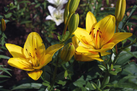 鲜黄花百合