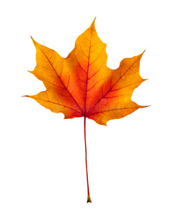 白色的秋枫叶照片